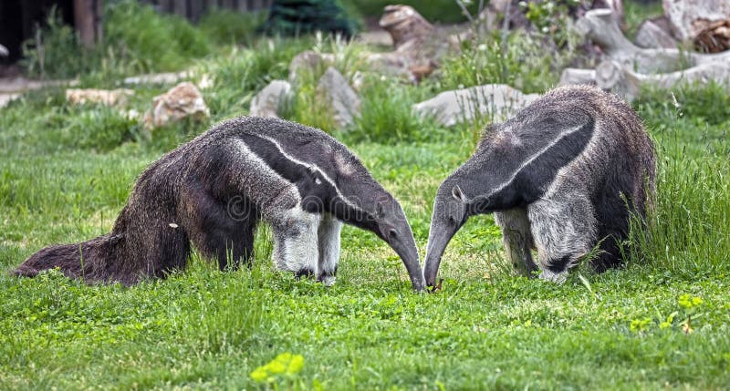 Giant anteaters. Latin name - Myrmecophaga tridactyla. Giant anteaters. Latin name - Myrmecophaga tridactyla