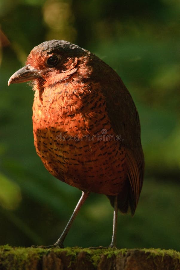 Rare and vunerable Giant Antipitta in early morning sunlight. Taken Ecudorian cloud forest. Rare and vunerable Giant Antipitta in early morning sunlight. Taken Ecudorian cloud forest.