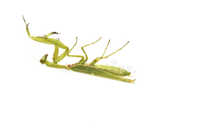 Giant Asian Green Praying Mantis Hierodula membranacea royalty free stock photos