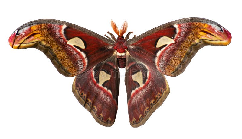 Giant atlas silk moth, Attacus atlas, is isolated on white background