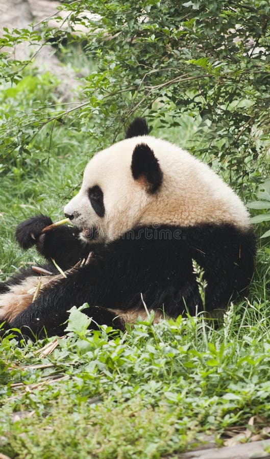 Giant baby panda eating bamboo stock images