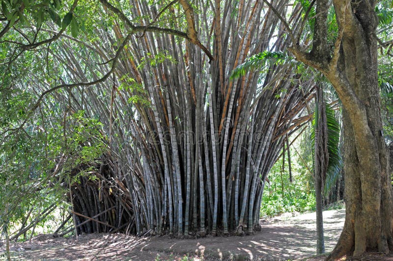 Giant Bamboo in the Royal Botanical Garden, Kandy, Sri Lanka Stock