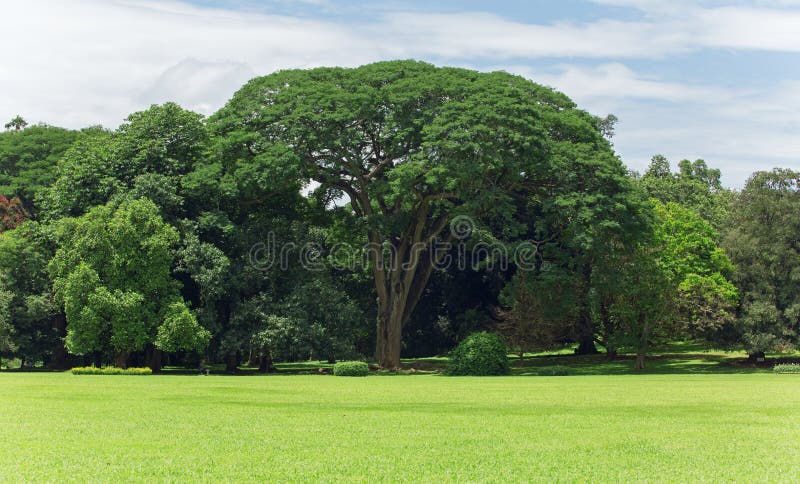 Giant big tree with grass near and blue sky royalty free stock photography Giant big tree with grass near and blue sky royalty free stock photography