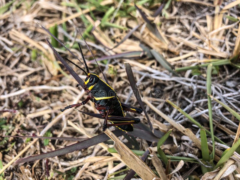 Grasshopper in the swamp royalty free stock photography