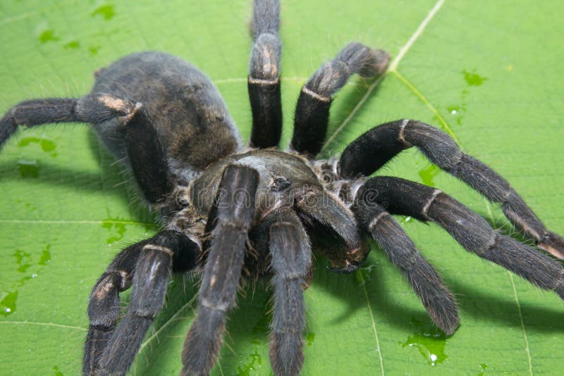 The giant Black spider isolate green