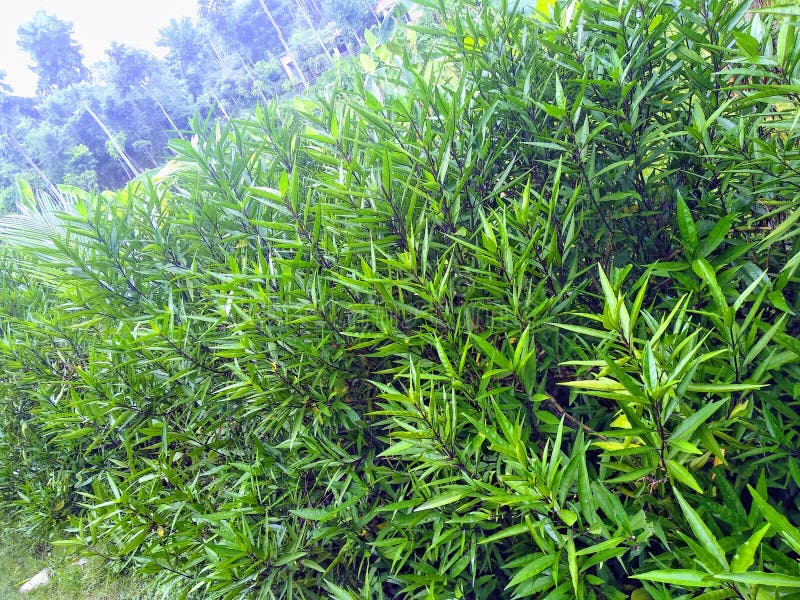 Giant Cane (Arundo Donax) Plants Stock Image Image of grass