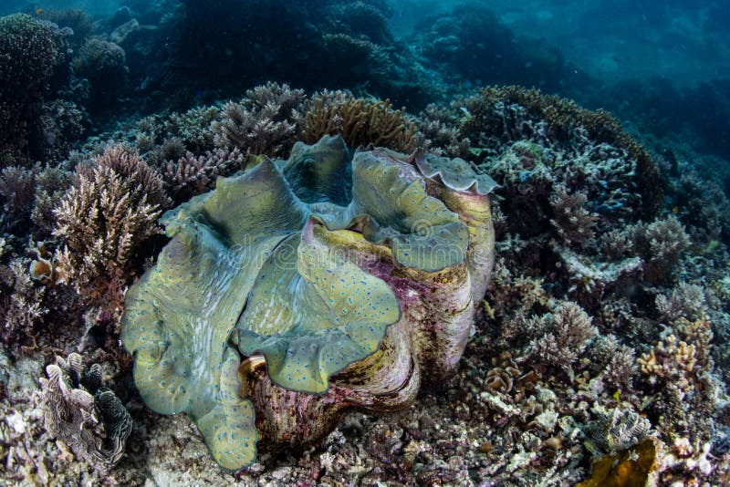 Giant Clam on Reef in Raja Ampat