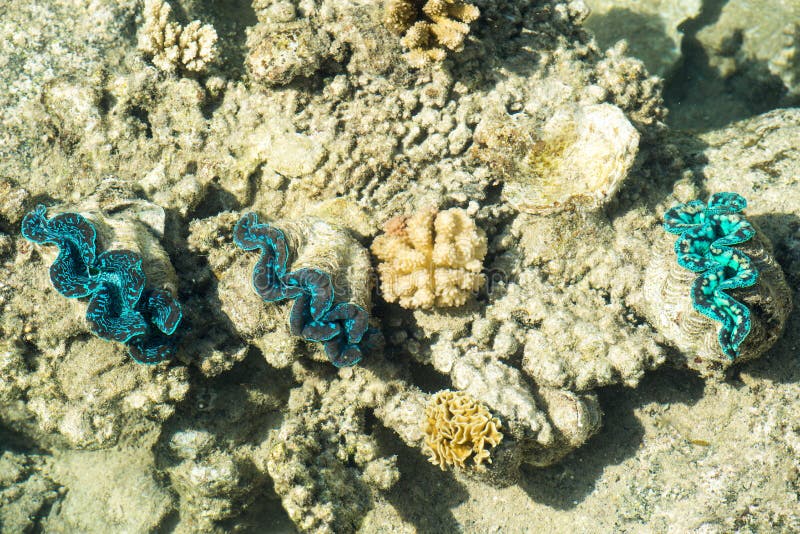 Giant Clams with turquoise and blue colors stock image Giant Clams with turquoise and blue colors stock image