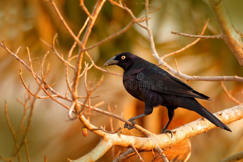 Giant Cowbird, Molothrus oryzivorus, black bird from Brazil in tree habitat. Wildlife scene from nature. cowbird sitting on branch, evening light.