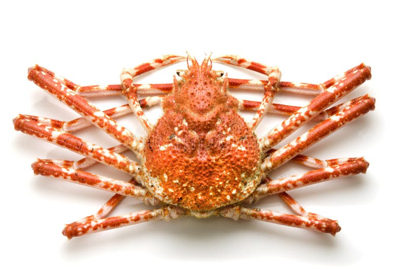 Giant crab stock photo. Image of life, food, crustacean 22524768
