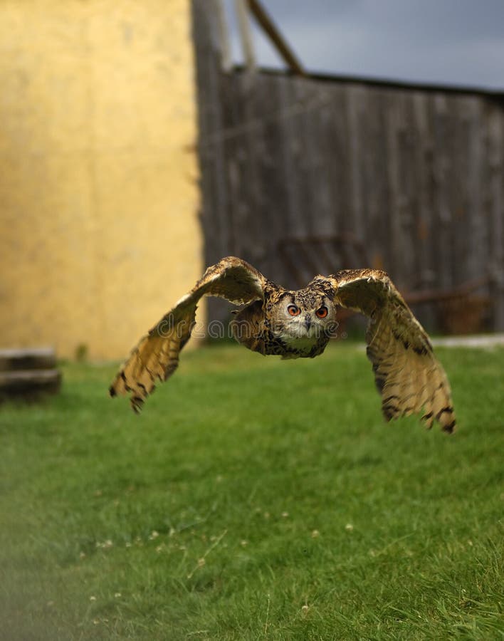 Approaching giant eagle owl in the evening light