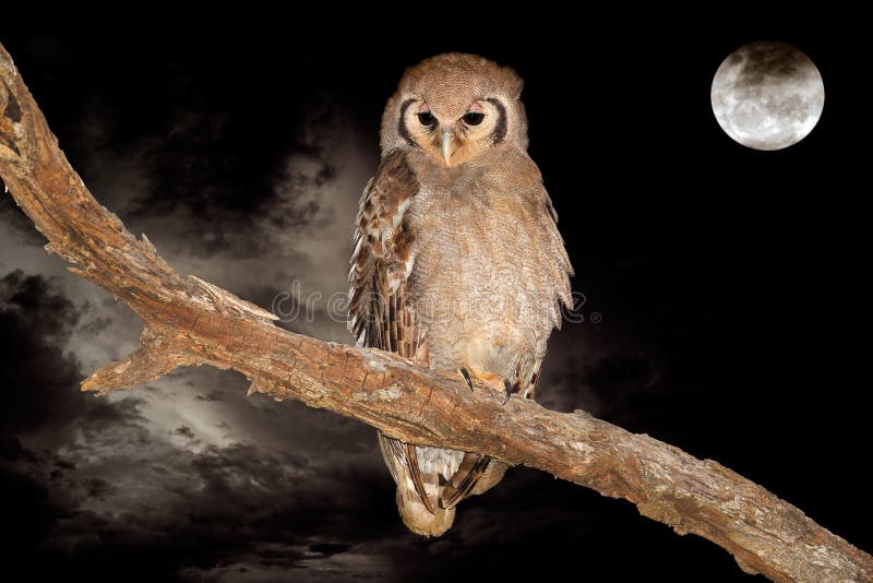 A giant eagle-owl (Bubo lacteus) perched on a branch during the night with a full moon. A giant eagle-owl (Bubo lacteus) perched on a branch during the night with a full moon