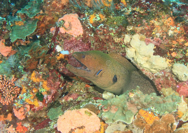 Giant estuarine moray