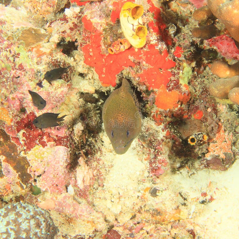 Giant estuarine moray