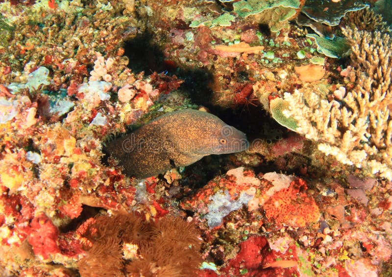 Giant estuarine moray