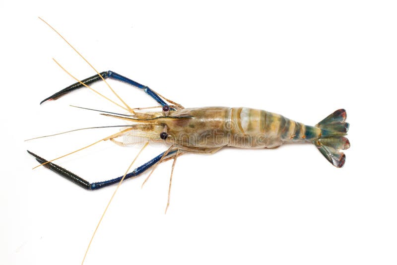 Giant freshwater prawn stock photo. Image of prawn, crustacean 26988802