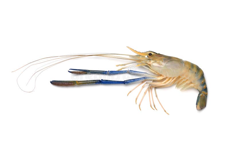 Giant freshwater prawn stock photo. Image of nature - 158533838