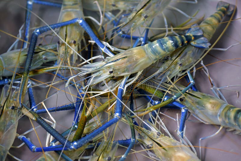 Giant freshwater prawn