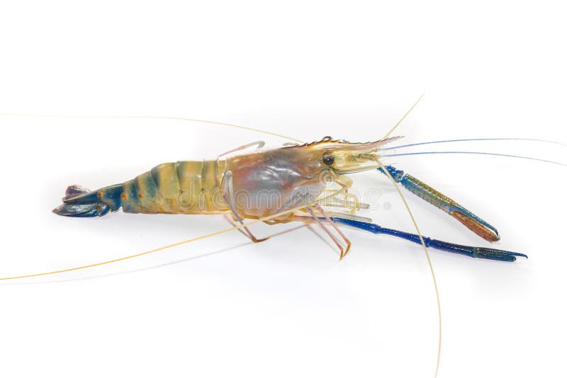 Giant freshwater prawn on white