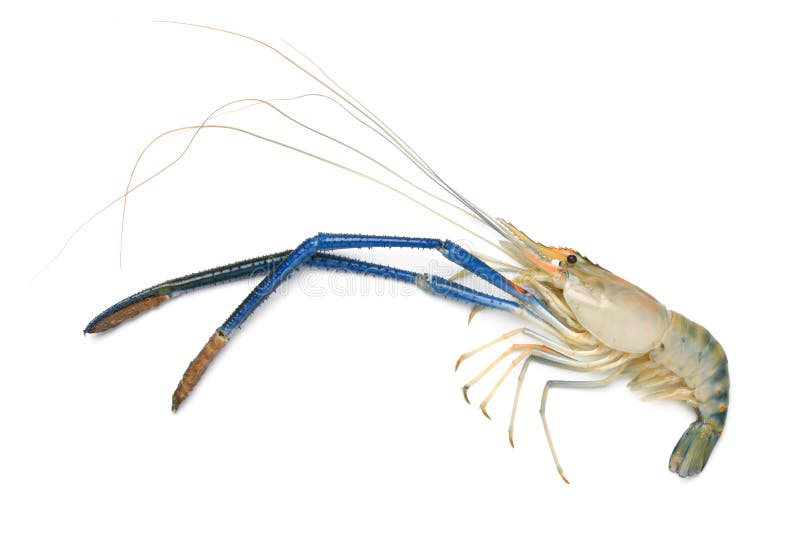 Giant freshwater prawn stock image. Image of river, perfect - 158533839