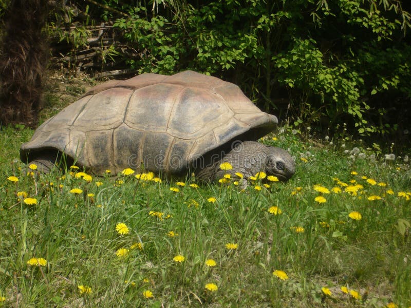 Giant Galapagos Tortoise royalty free stock photo Giant Galapagos Tortoise royalty free stock photo