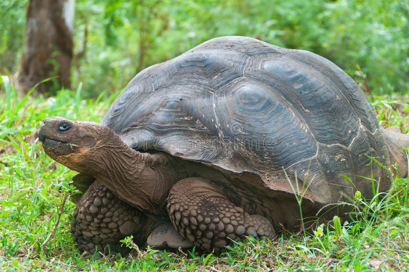 Giant Galapagos tortoise. stock photo