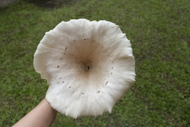 Giant Garden Mushroom Stock Photo Image Of Mushroom 77801524