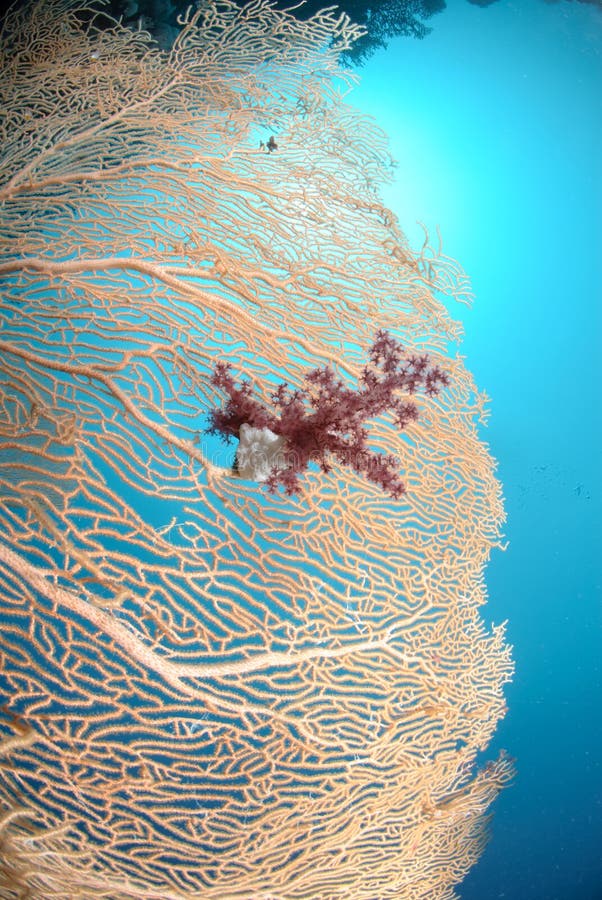 Giant georgonian fan coral