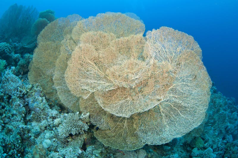 Giant Gorgonian fan coral, (Anella mollis)