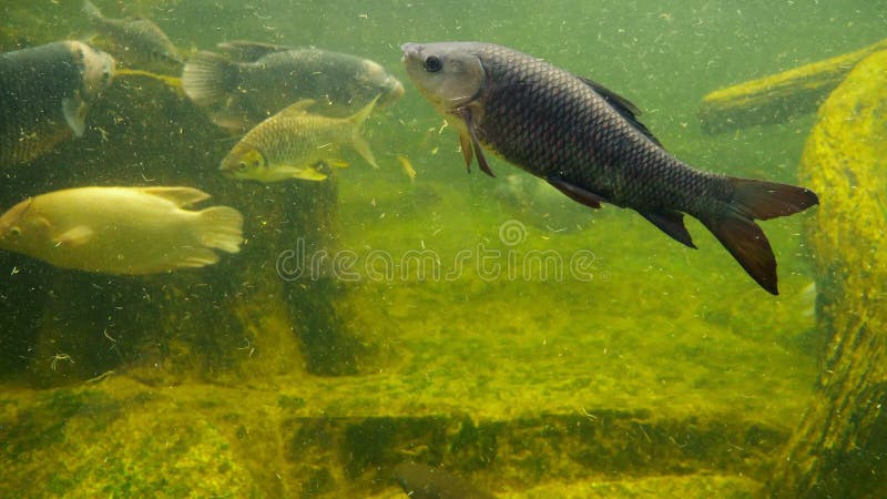 334 Dirty Fish Tank Stock Photos - Free & Royalty-Free Stock