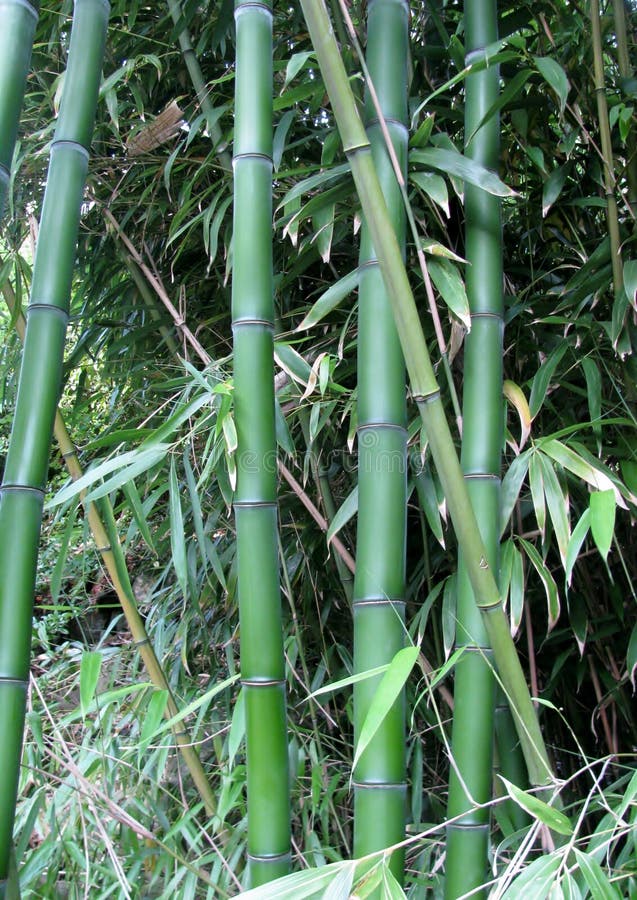 Close Up Of Bamboo Mat Background Stock Photo, Picture and Royalty Free  Image. Image 10396933.
