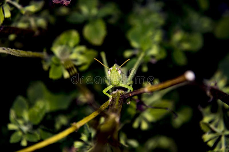 5 050 Grasshopper Jump Photos Free Royalty Free Stock Photos From Dreamstime