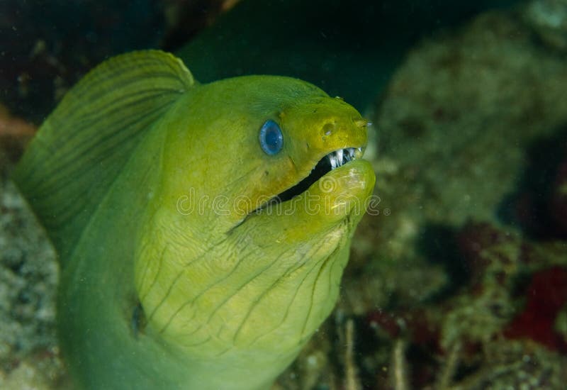 Giant Green Moray Eel