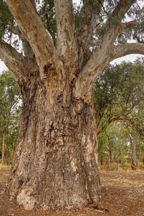 Arbore gigant cu gumă sau Australia royalty free stock image