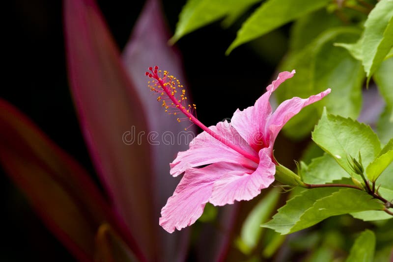 418 Giant Hibiscus Flower Stock Photos Free & RoyaltyFree Stock