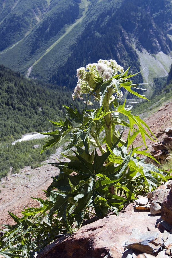 Giant Hogweed Native Caucasus Mountains Stock Photos Free & Royalty