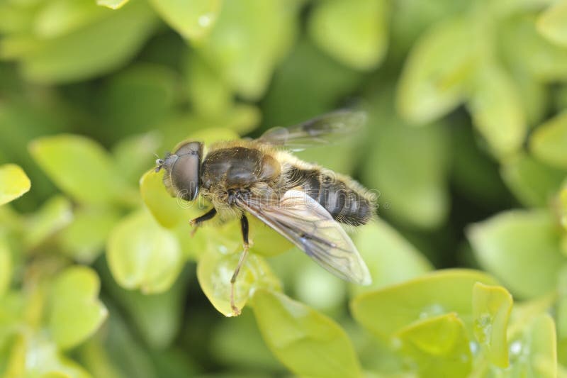 Giant Horse Fly close up