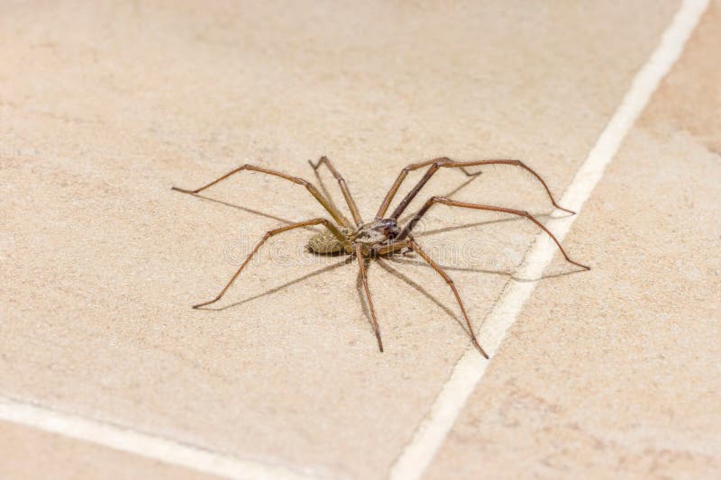 Giant house spider on tile floor in UK house