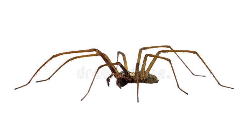 Giant house spider sideview isolated on white background