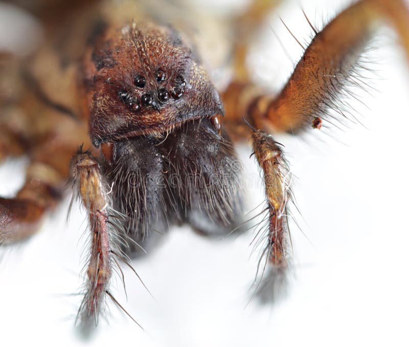 Giant House Spider royalty free stock photo