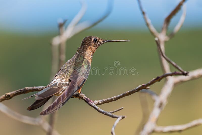Giant Hummingbird - Patagona gigas, special large hummingbird from Andean slopes of South America, Tambo Condor, Ecuador.