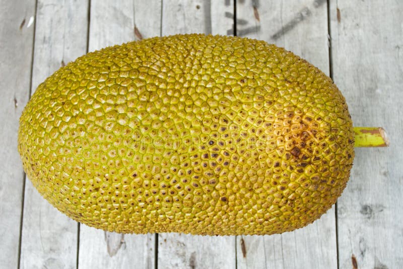 Giant Jackfruit stock image. Image of gourmet, growing 16448807
