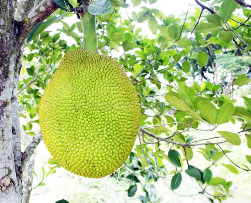 Giant Jackfruit stock image. Image of gourmet, growing 16448807