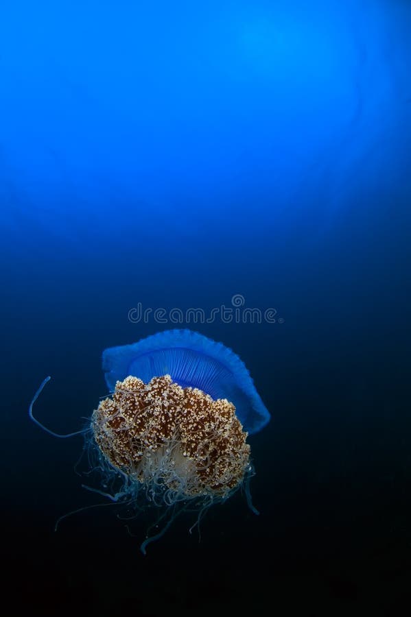 Box Jellyfish Great Barrier Reef Australia Stock Image Image of