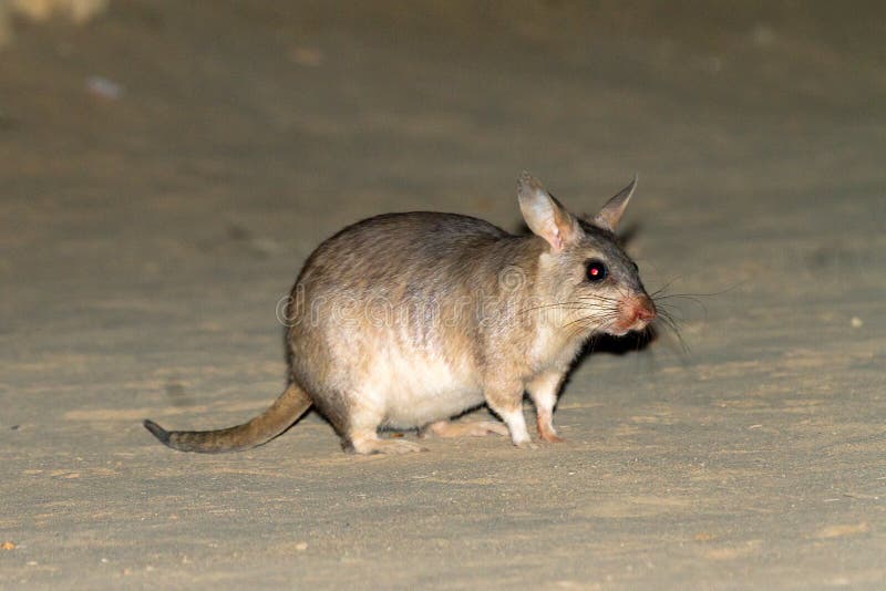Воалаво. Мадагаскарская гигантская крыса. Гигантская прыгающая крыса. Мадагаскарский гигантский хомяк (hypogeomys antimena). Малагасийская гигантская крыса Мадагаскар.