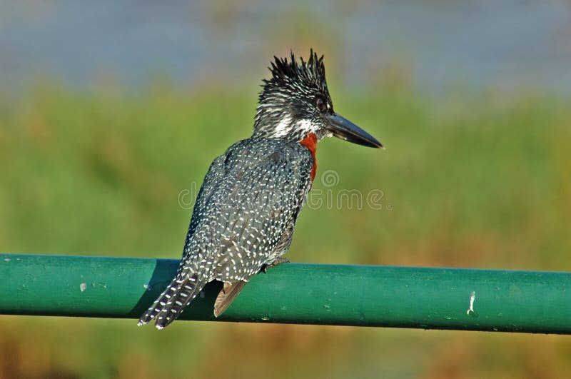 A Giant Kingfisher on the rails of a bridge in the Kruger National Park, South Africa. A Giant Kingfisher on the rails of a bridge in the Kruger National Park, South Africa.