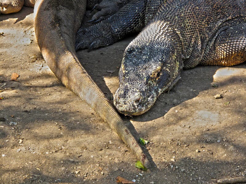 Giant Komodo Dragon in Indonesia Stock Photo - Image of closeup, giant: 174239156 Giant Komodo Dragon in Indonesia Stock Photo - Image of closeup, giant: 174239156