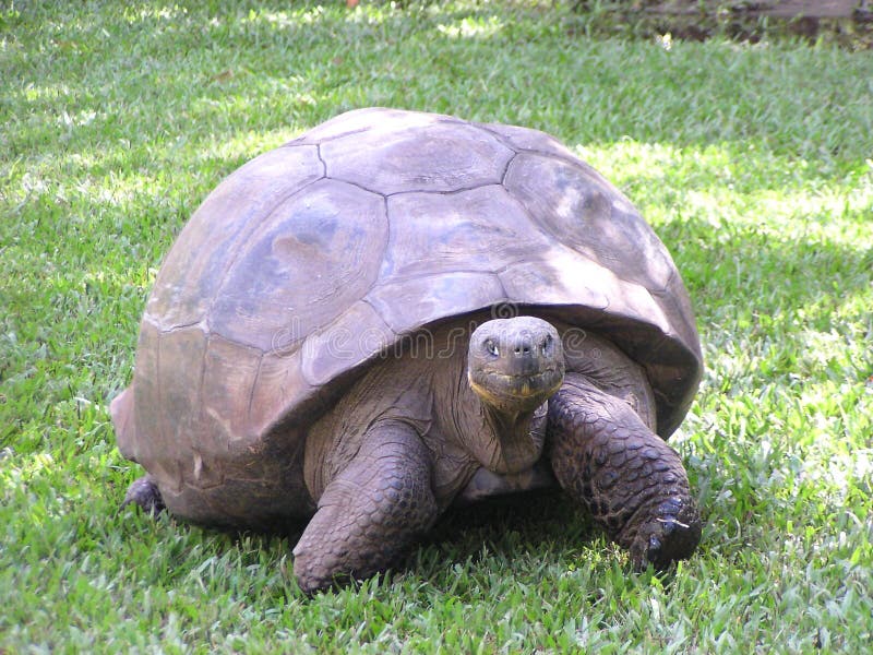 Giant Land Tortise. This tortise is the oldest living (recorded) tortise in the world. She was born in 1831 and now lives in the Australia Zoo royalty free stock photos