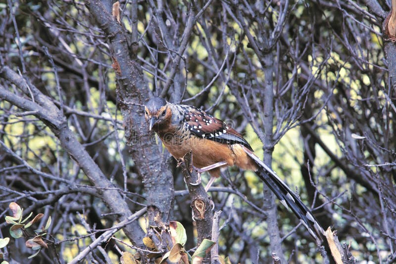Giant Laughingthrush stock image. Image of lucus, maximus - 59743285