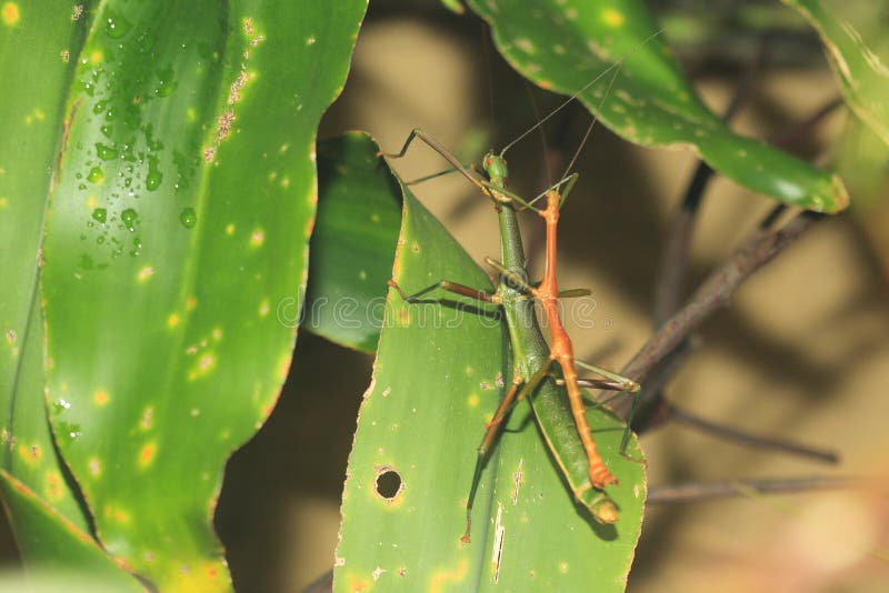 Giant lime green stick bug stock image